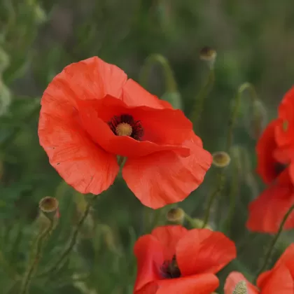 Mák vlčí - František Matoušek