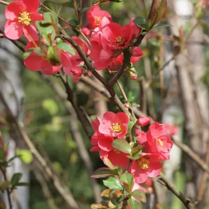 Kdoulovec ozdobný - František Matoušek