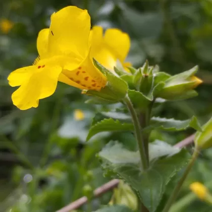Kejklířka skvrnitá - František Matoušek