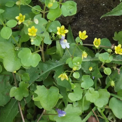 Lomikámen východní - František Matoušek