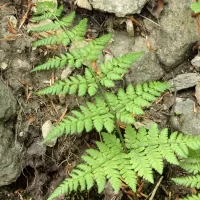 Kapradinka skalní - František Matoušek