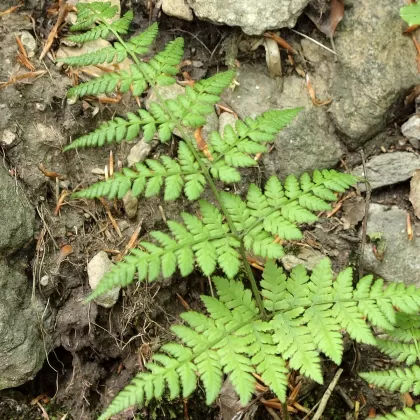 Kapradinka skalní - František Matoušek