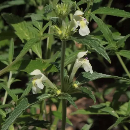 Konopice bledožlutá - František Matoušek