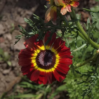 Marokánka pestrá (Kopretina letní) - František Matoušek