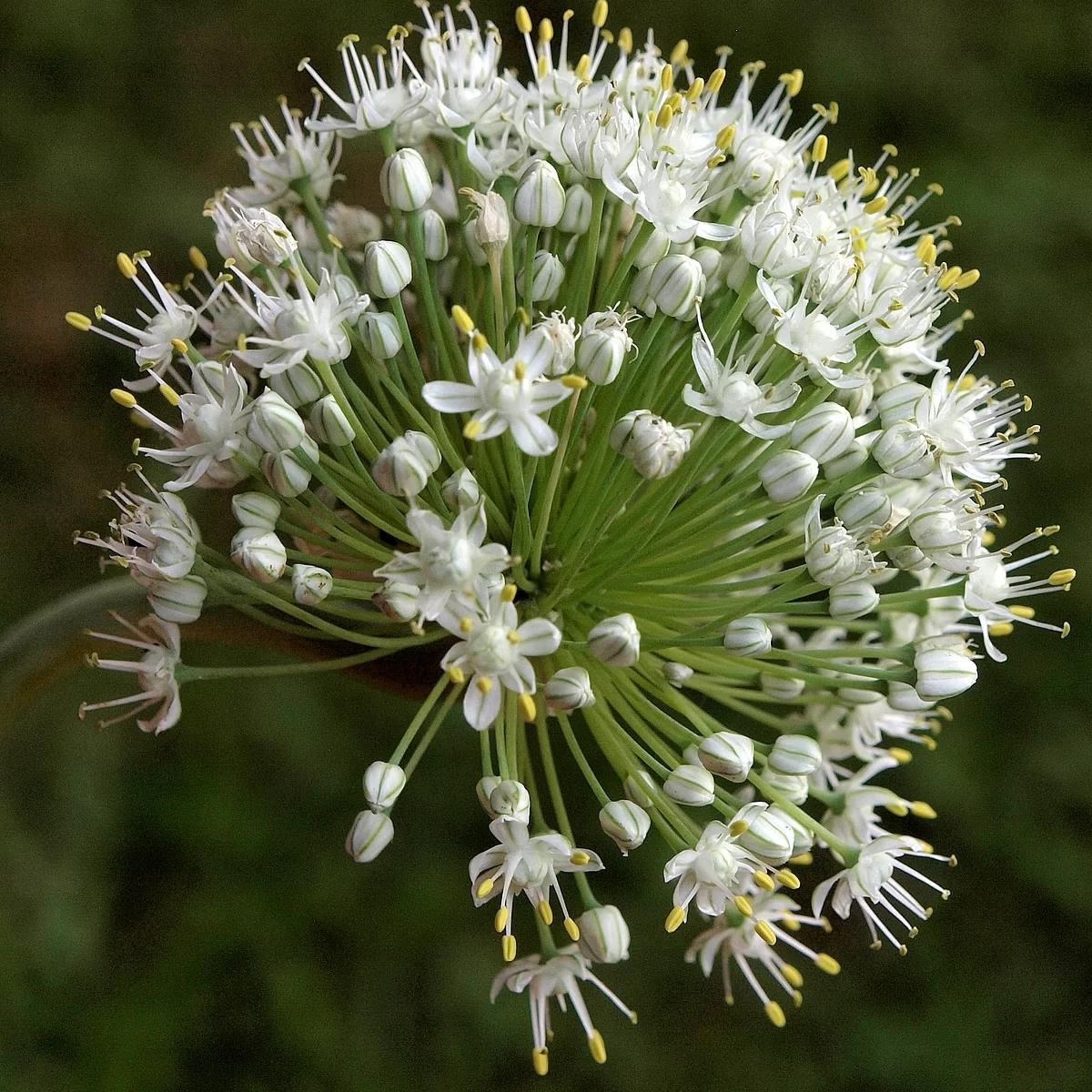 Cibule kuchyňská - František Matoušek