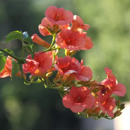 Křivouš kořenující (Trubač kořenující) - František Matoušek