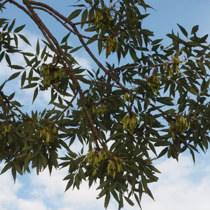 Jasan úzkolistý - František Matoušek