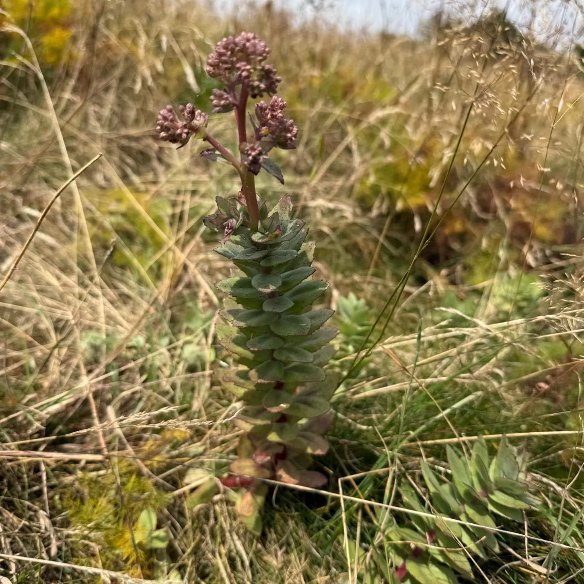 Rozchodnice růžová - František Matoušek