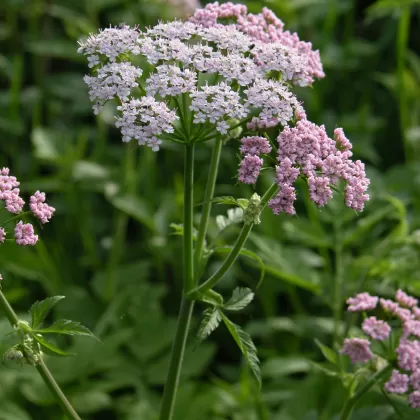 Krabilice chlupatá - František Matoušek