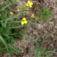 Křez tenkolistý - František Matoušek