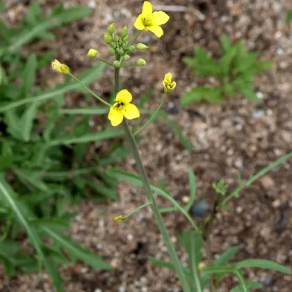 Křez tenkolistý - František Matoušek