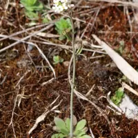 Huseníček rolní - František Matoušek