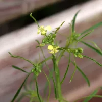 Hulevník vysoký - František Matoušek