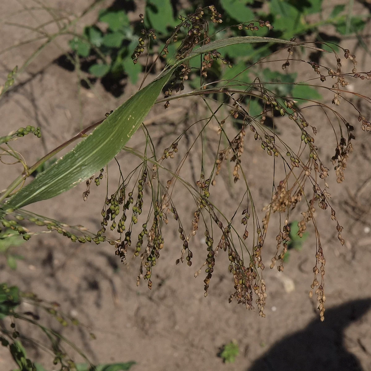 Proso seté - František Matoušek