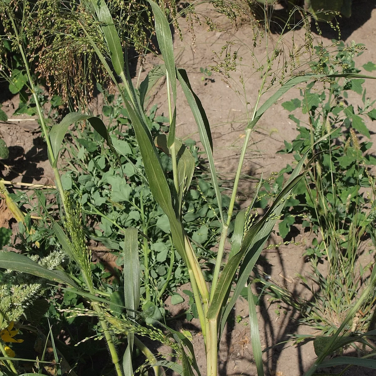 Proso seté - František Matoušek