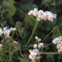 Limonka chobotnatá - František Matoušek