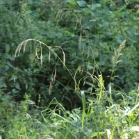 Kostřava obrovská - František Matoušek