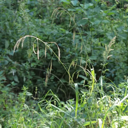 Kostřava obrovská - František Matoušek