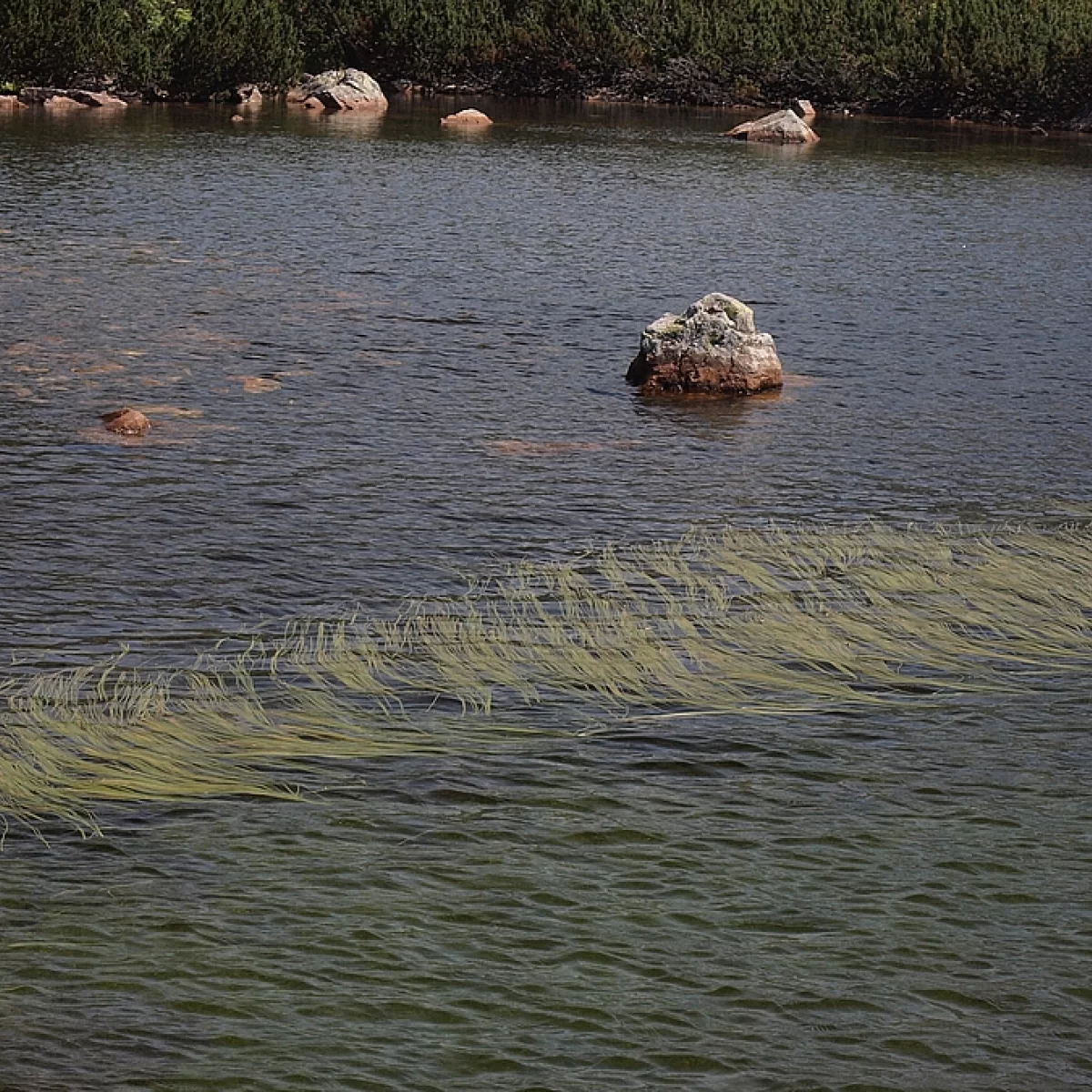 Zevar úzkolistý. Pořízeno 02.08.2013 17:08 - František Matoušek