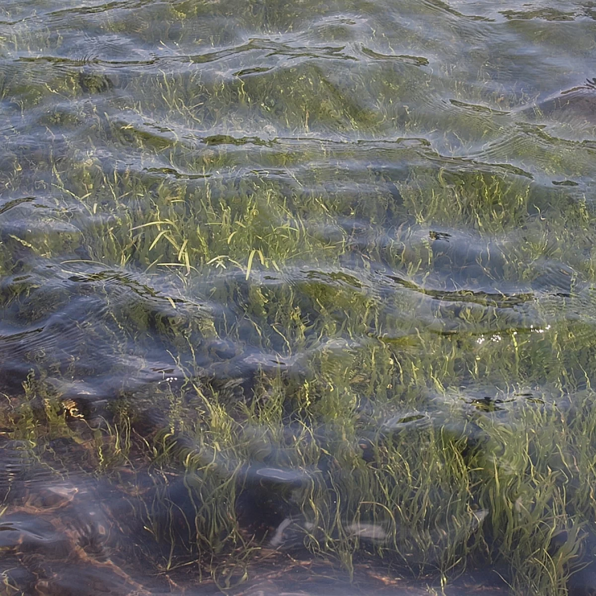 Zevar úzkolistý. Pořízeno 02.08.2013 17:08 - František Matoušek