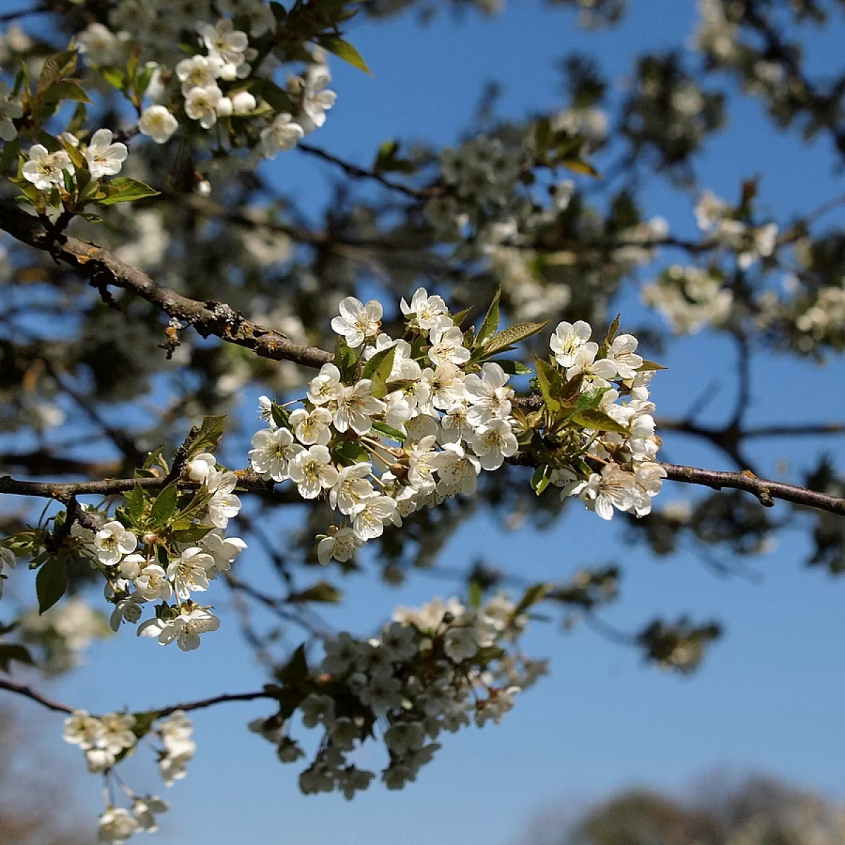 Višeň obecná. Pořízeno 29.04.2026 14:04 - František Matoušek