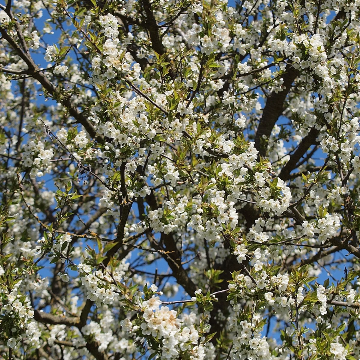 Višeň obecná. Pořízeno 29.04.2026 14:04 - František Matoušek
