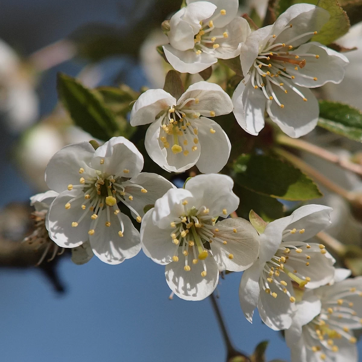 Višeň obecná. Pořízeno 29.04.2026 14:04 - František Matoušek