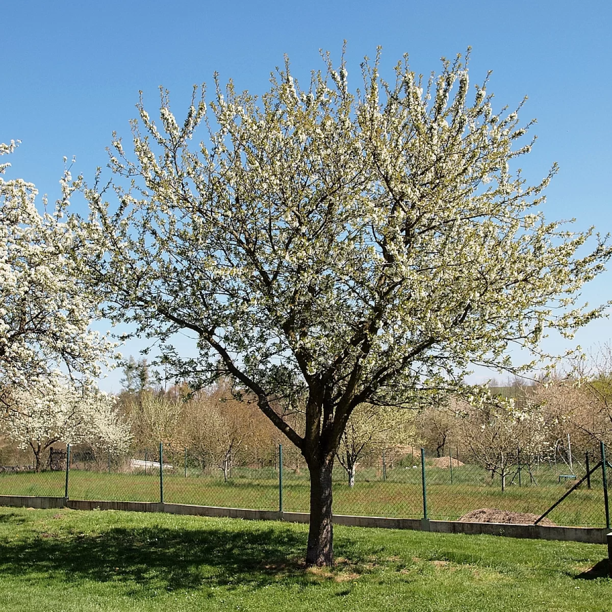Višeň obecná. Pořízeno 29.04.2026 14:04 - František Matoušek