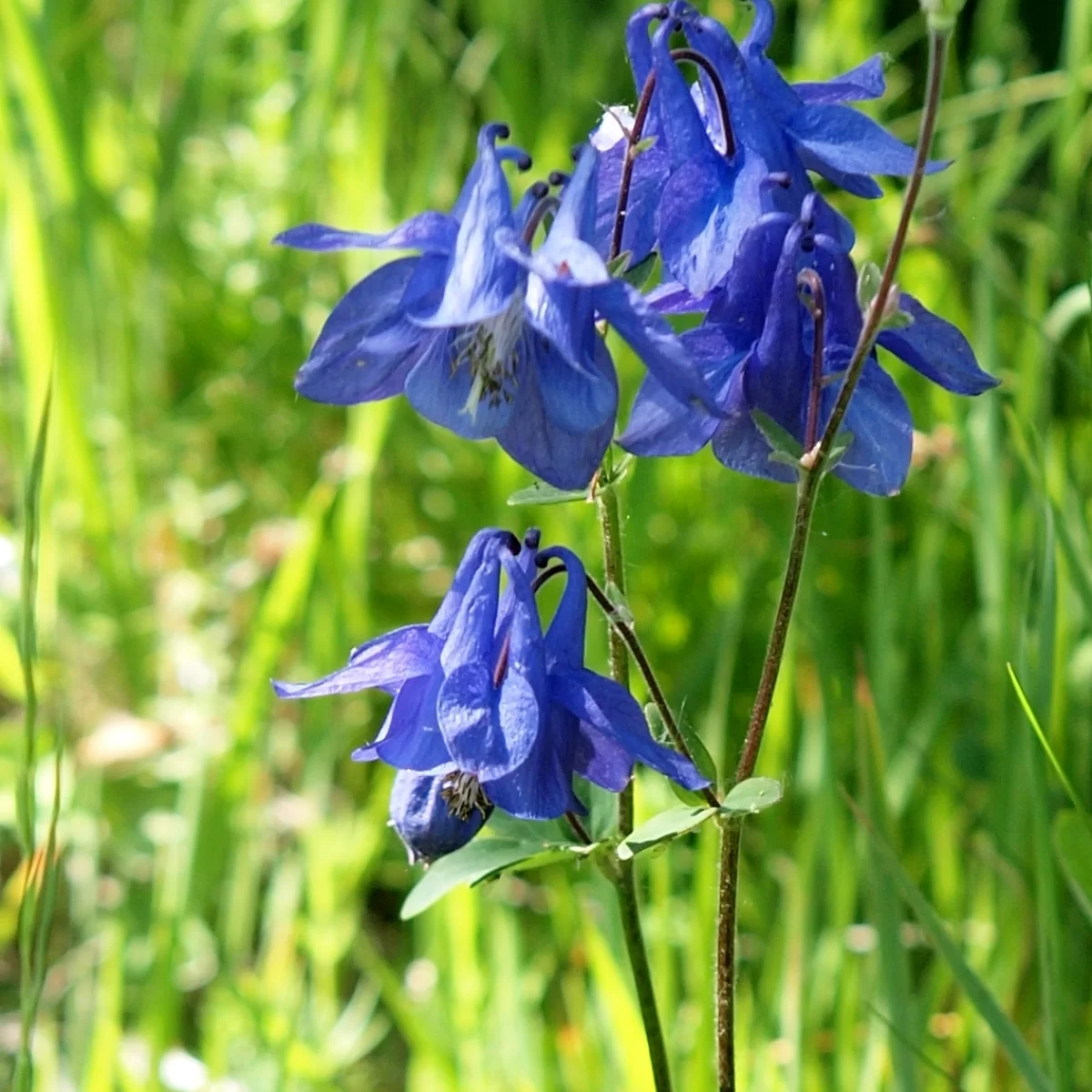 Orlíček obecný. Pořízeno 26.05.2026 15:05 - František Matoušek