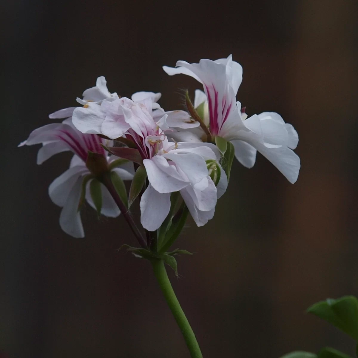 Pelargonie štítnatá, (Pelargonie převislá). Pořízeno 14.11.2026 15:11 - František Matoušek