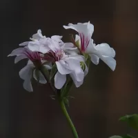 Pelargonie štítnatá (Pelargonie převislá) - František Matoušek