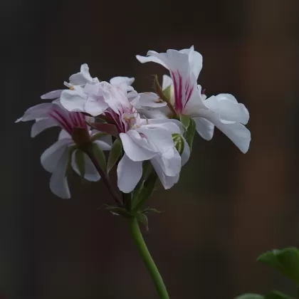 Pelargonie štítnatá (Pelargonie převislá) - František Matoušek