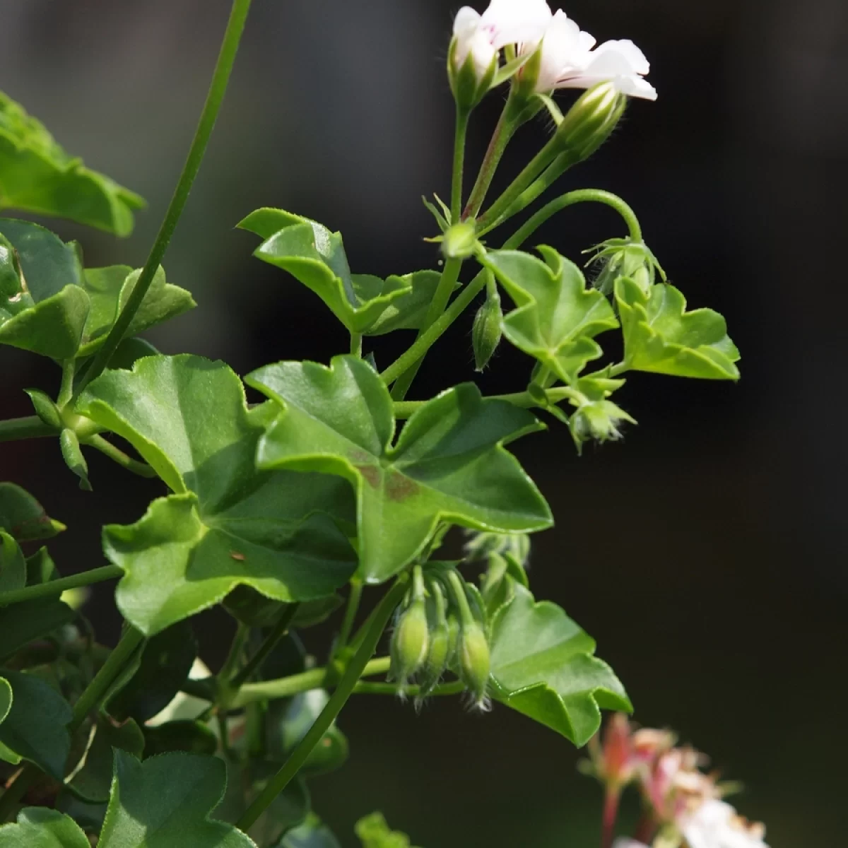 Pelargonie štítnatá, (Pelargonie převislá). Pořízeno 14.11.2026 15:11 - František Matoušek