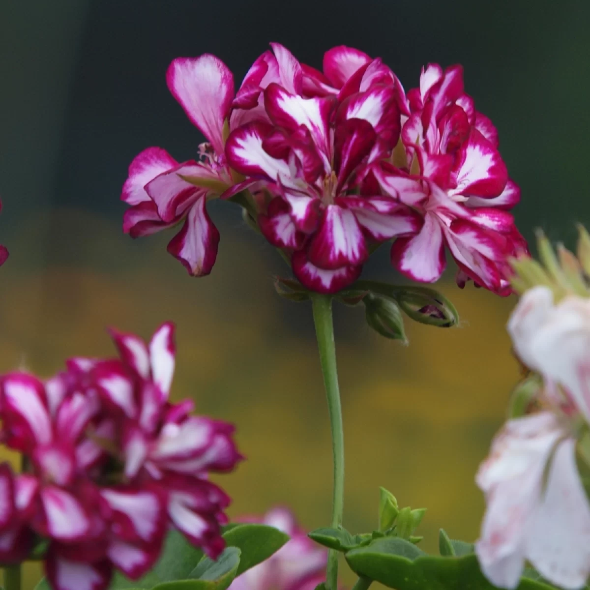 Pelargonie štítnatá, (Pelargonie převislá). Pořízeno 14.11.2026 15:11 - František Matoušek
