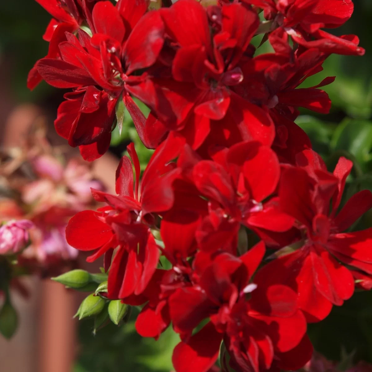 Pelargonie štítnatá, (Pelargonie převislá). Pořízeno 14.11.2026 15:11 - František Matoušek