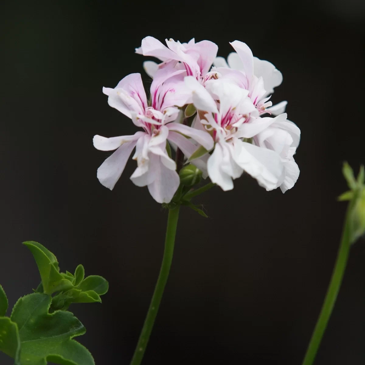 Pelargonie štítnatá, (Pelargonie převislá). Pořízeno 14.11.2026 15:11 - František Matoušek
