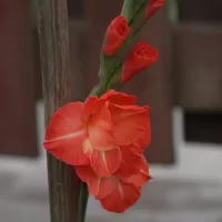 Mečík zahradní (Gladiola) - František Matoušek