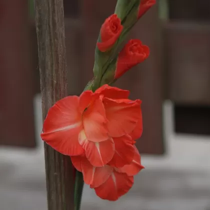Mečík zahradní (Gladiola) - František Matoušek