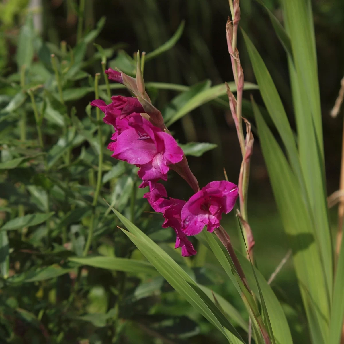 Mečík zahradní (Gladiola). Pořízeno 01.09.2026 16:09 - František Matoušek