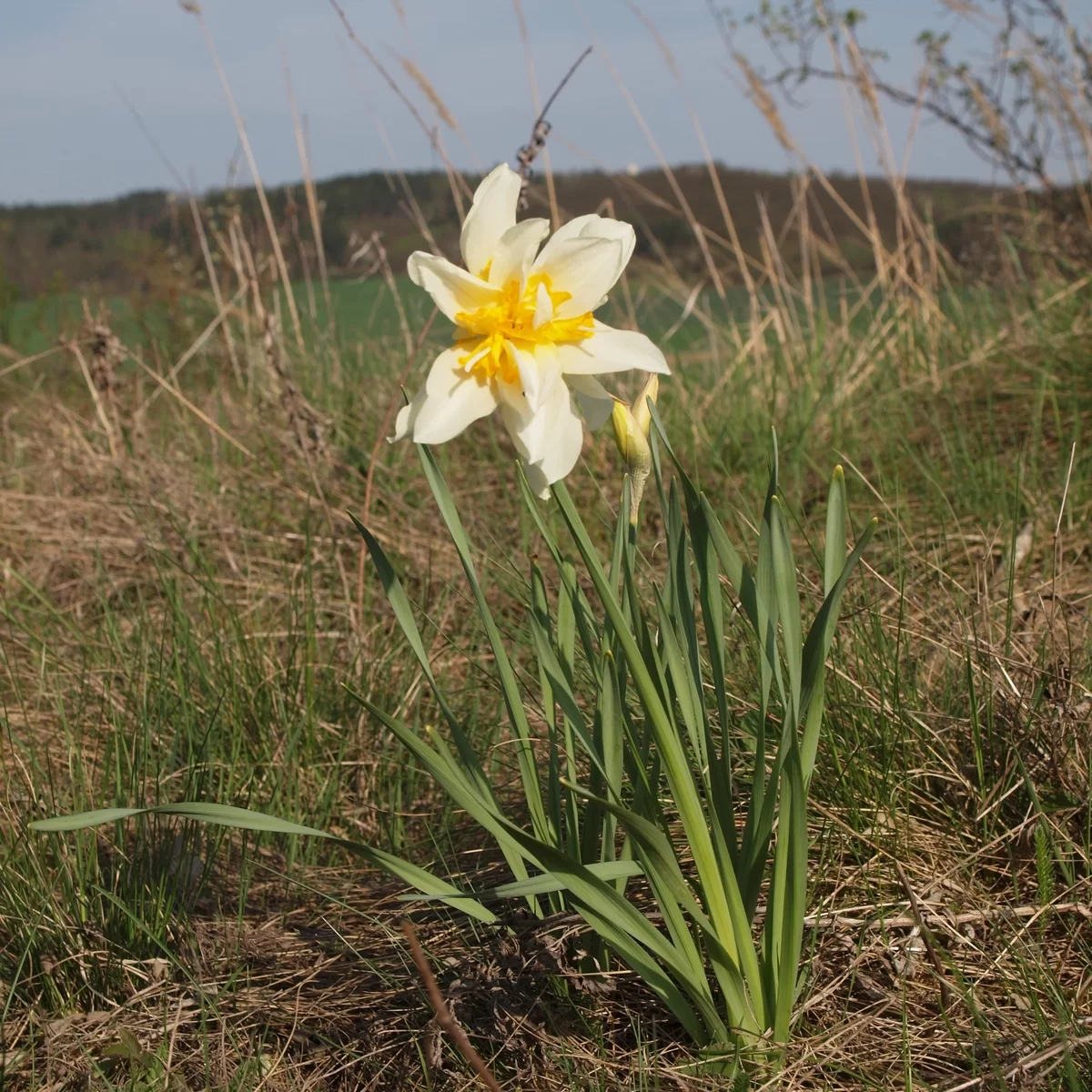 Narcis žlutý. Pořízeno 28.04.2013 14:04 - František Matoušek